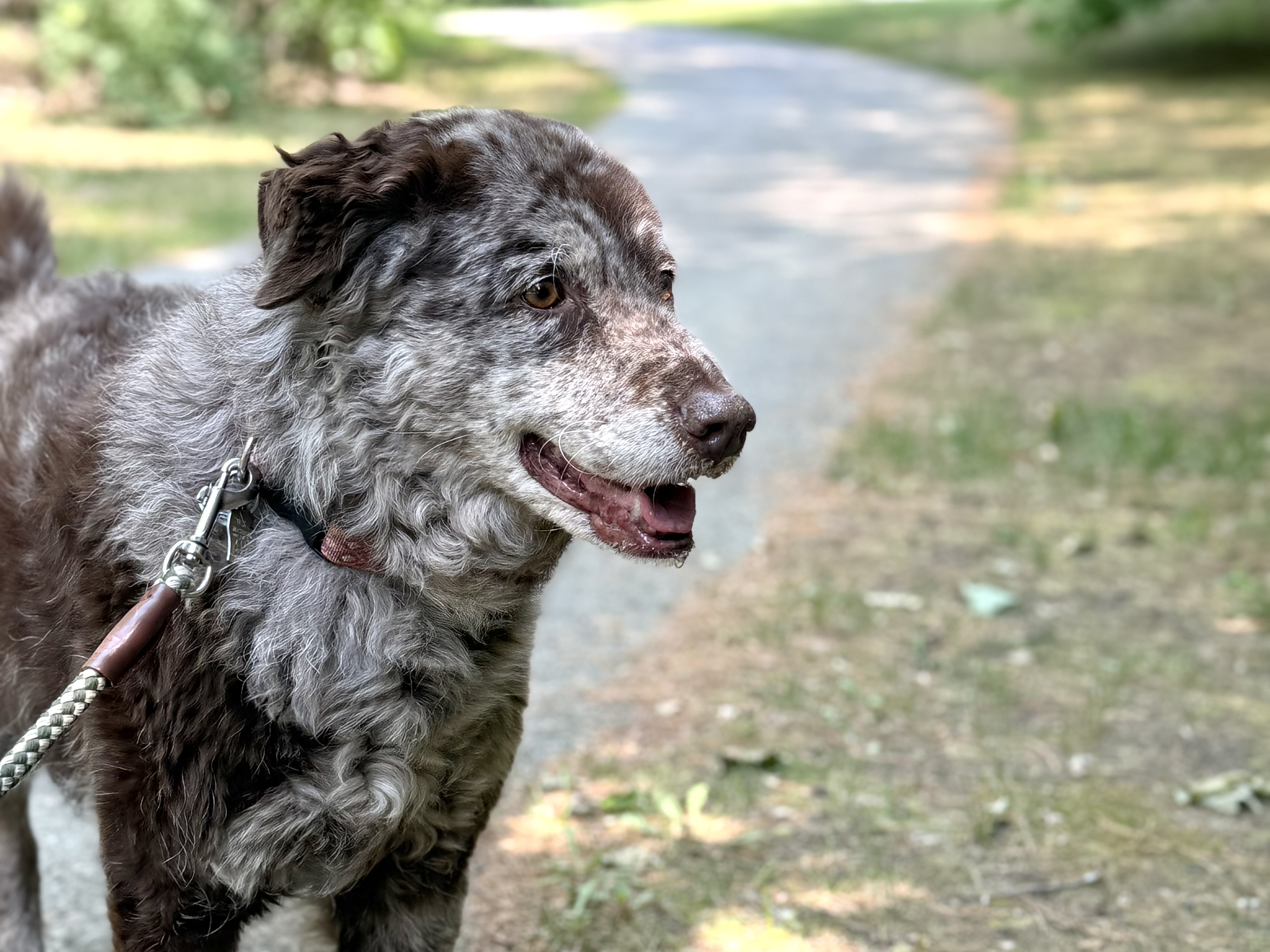Pet-Friendly Hiking Trails in Northern Michigan 
