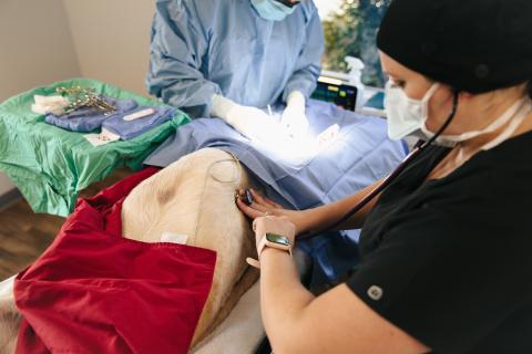 Highly trained and experienced licensed veterinary technician at Omnivet monitoring anesthesia during surgery, ensuring the highest level of safety and care—setting us apart from other hospitals in the area.