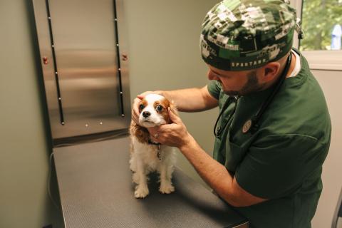 Veterinary Care in Traverse City, Michigan
