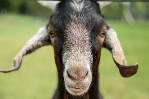 Fall Farm Visits for Sheep & Goats